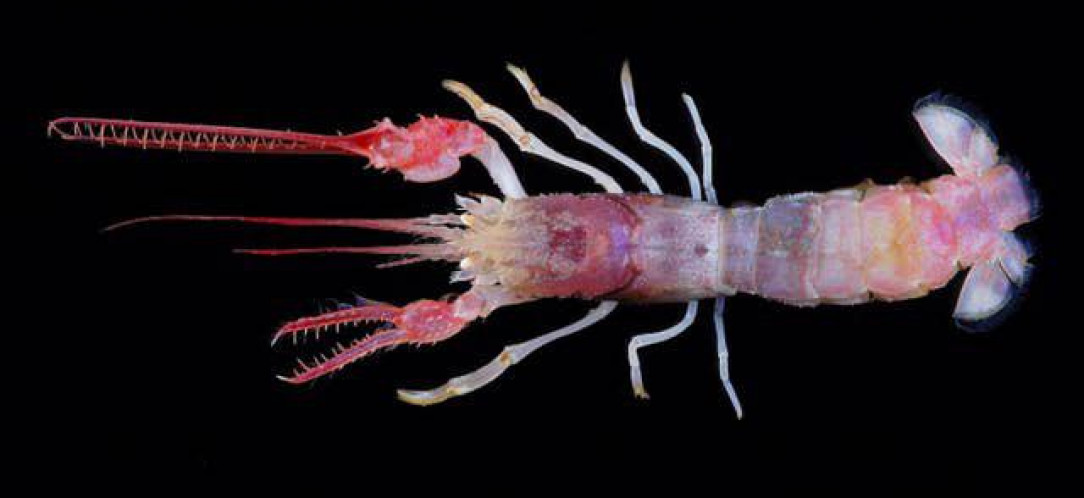 The terrible claw lobster is a deep sea crustacean