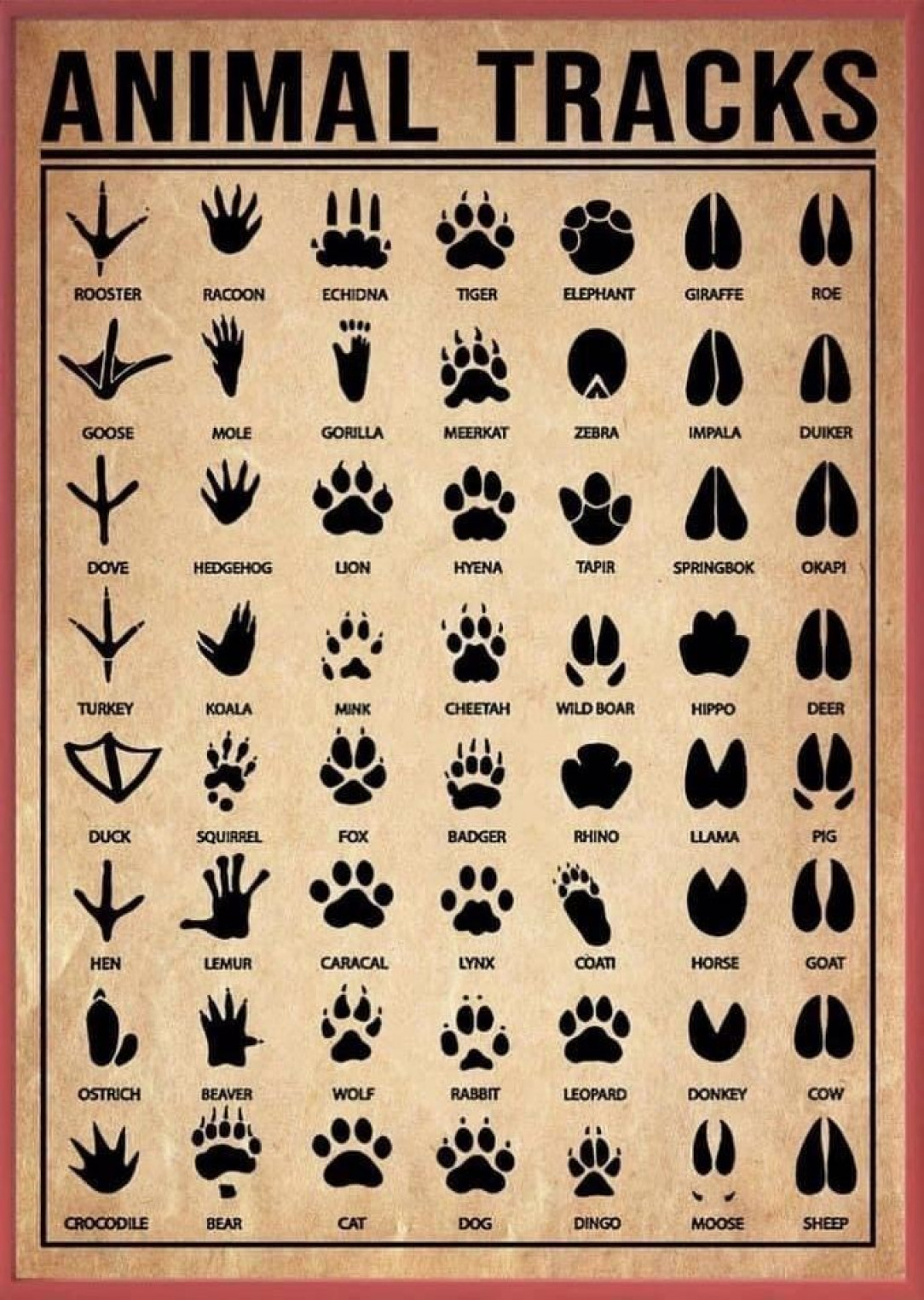 Different types of animal tracks