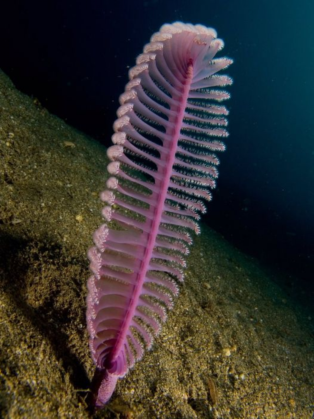 Purple Sea Pen. Yes, this an actual sea animal, not a plant. Actually, it is a lot of little animals stacked together to form a long plume