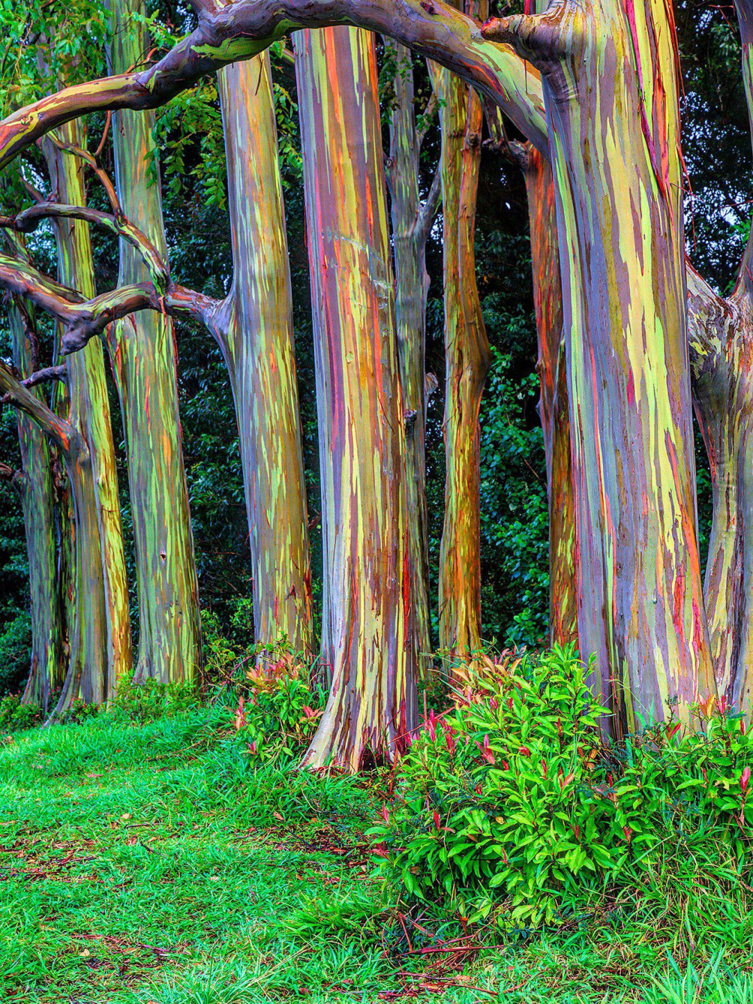 Rainbow Eucalyptus trees