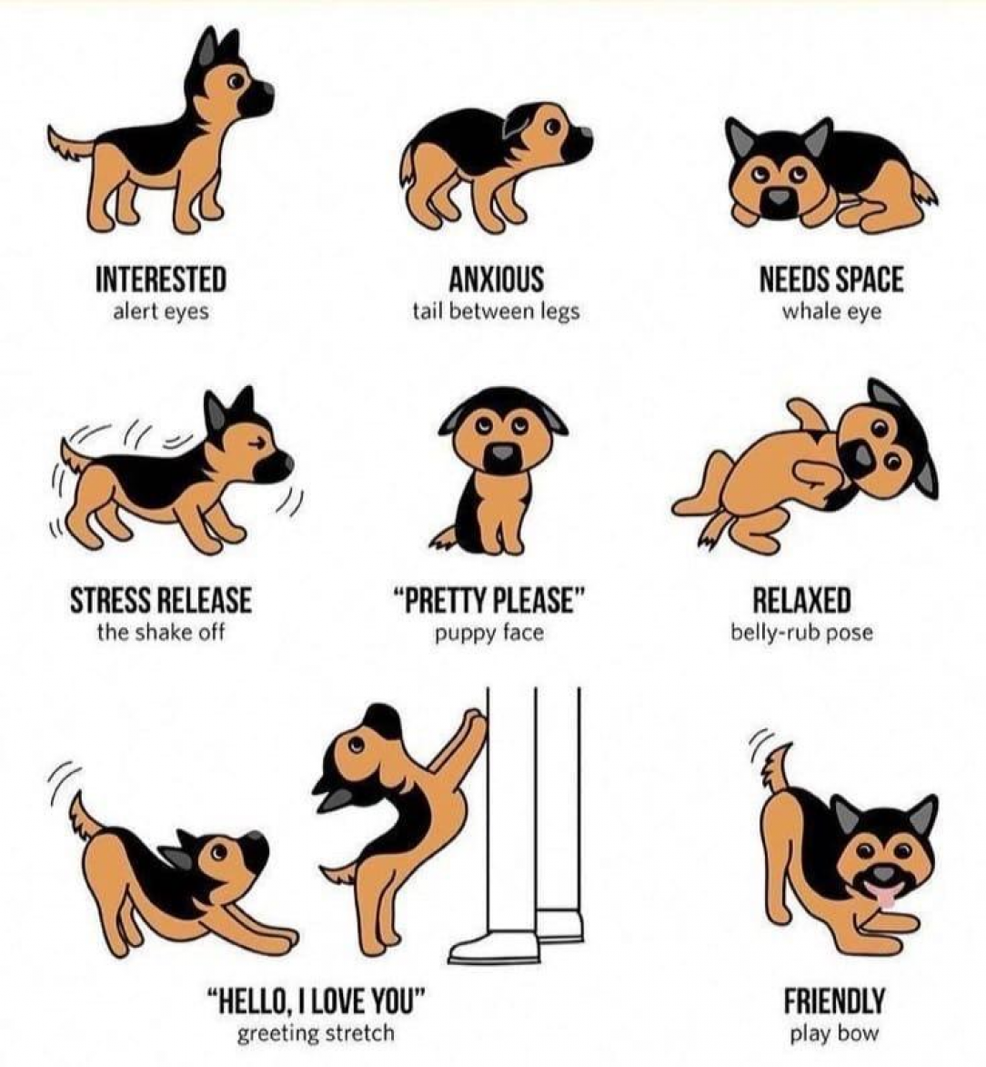 Dog Language