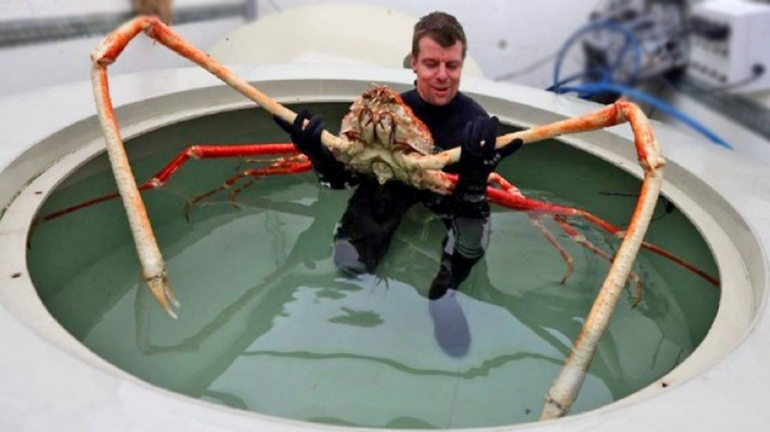 Japanese spider crab. Their legs can be up to 12 feet long