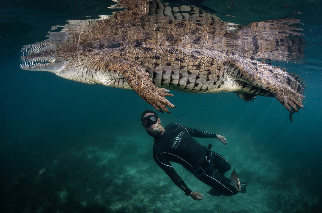 Below a crocodile