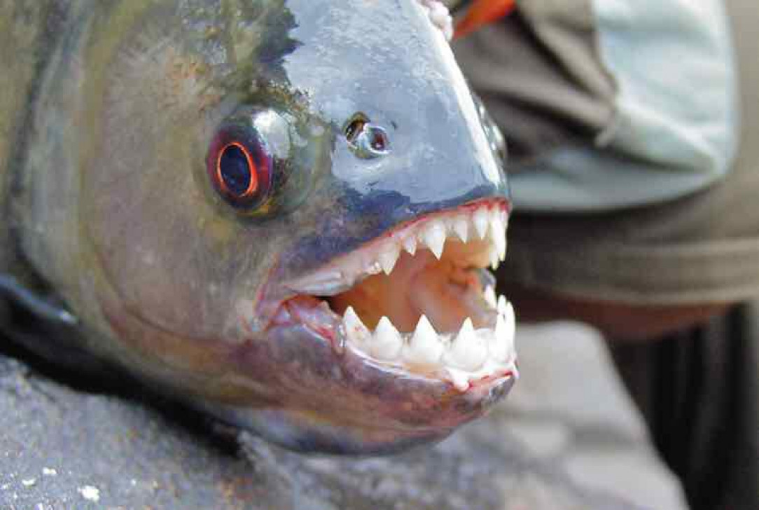 A Piranha’s vicious array of teeth. Contrary to popular opinion, they are not ravenous normally, and only attack in a frenzy when hungry