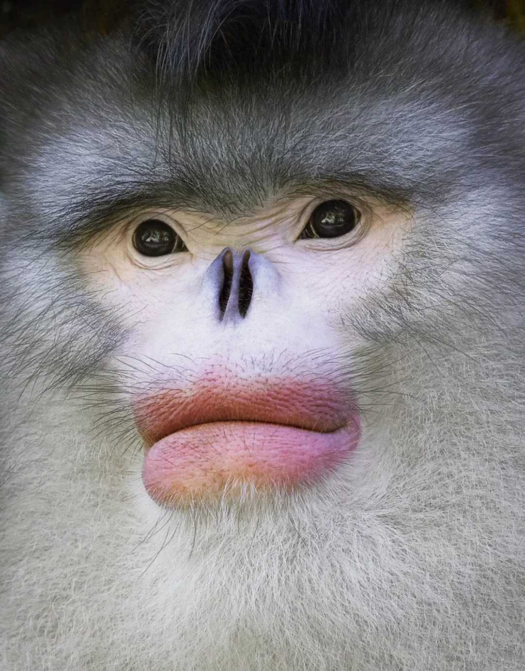 Yunan Snub-nosed Monkey