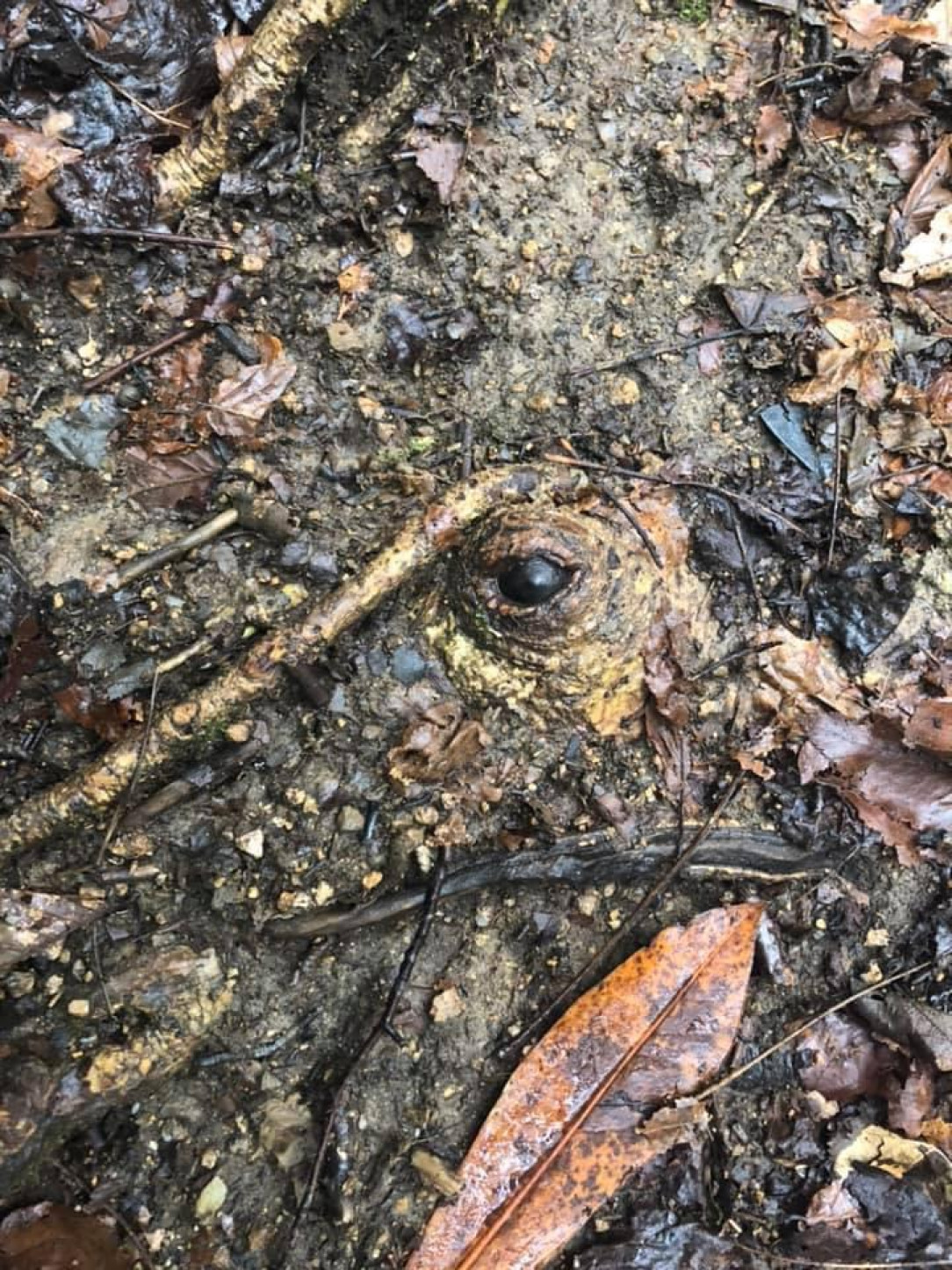 This tree root on the ground looks like an eye