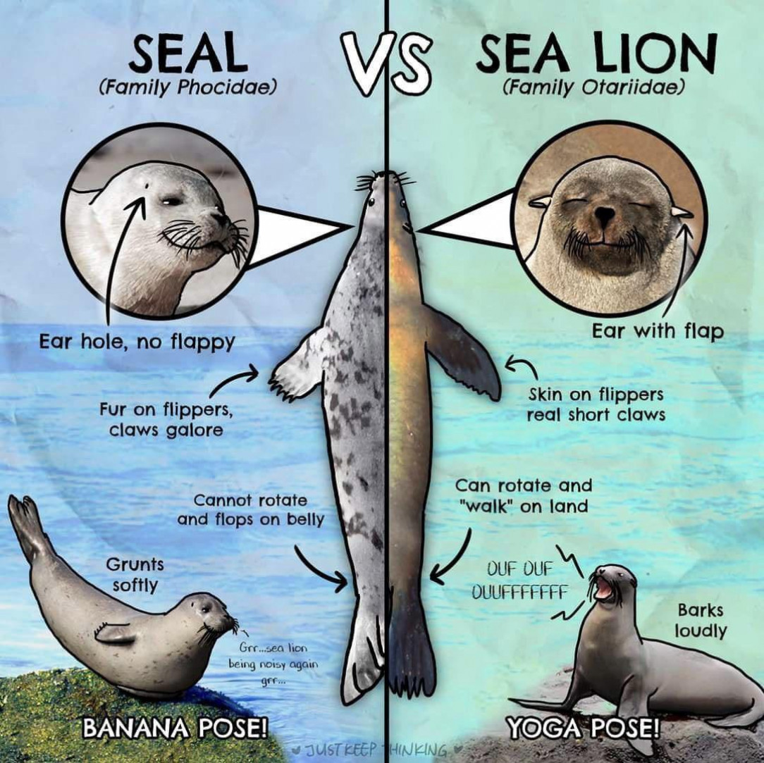 Seal vs Sea Lion