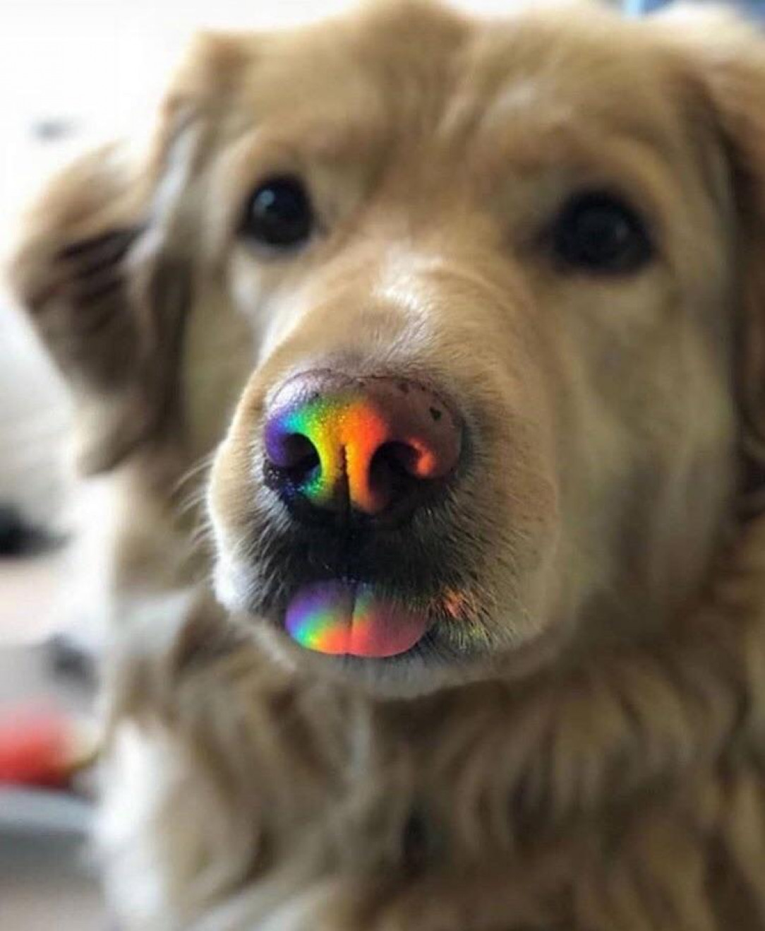 Rainbow blep