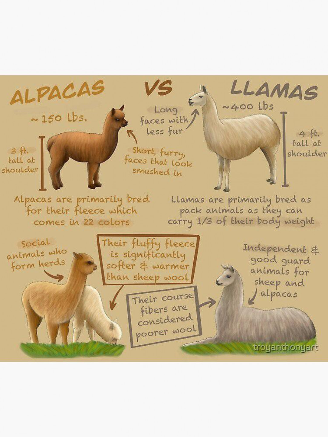 The difference between Alpaca and Llama