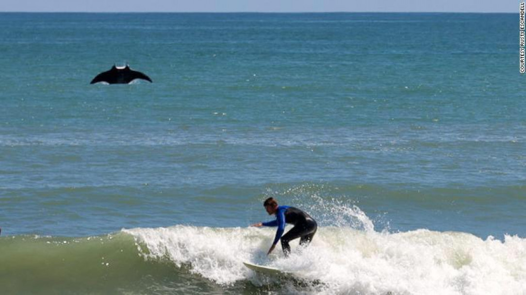 Guy surfing when suddenly a giant manta ray appeared