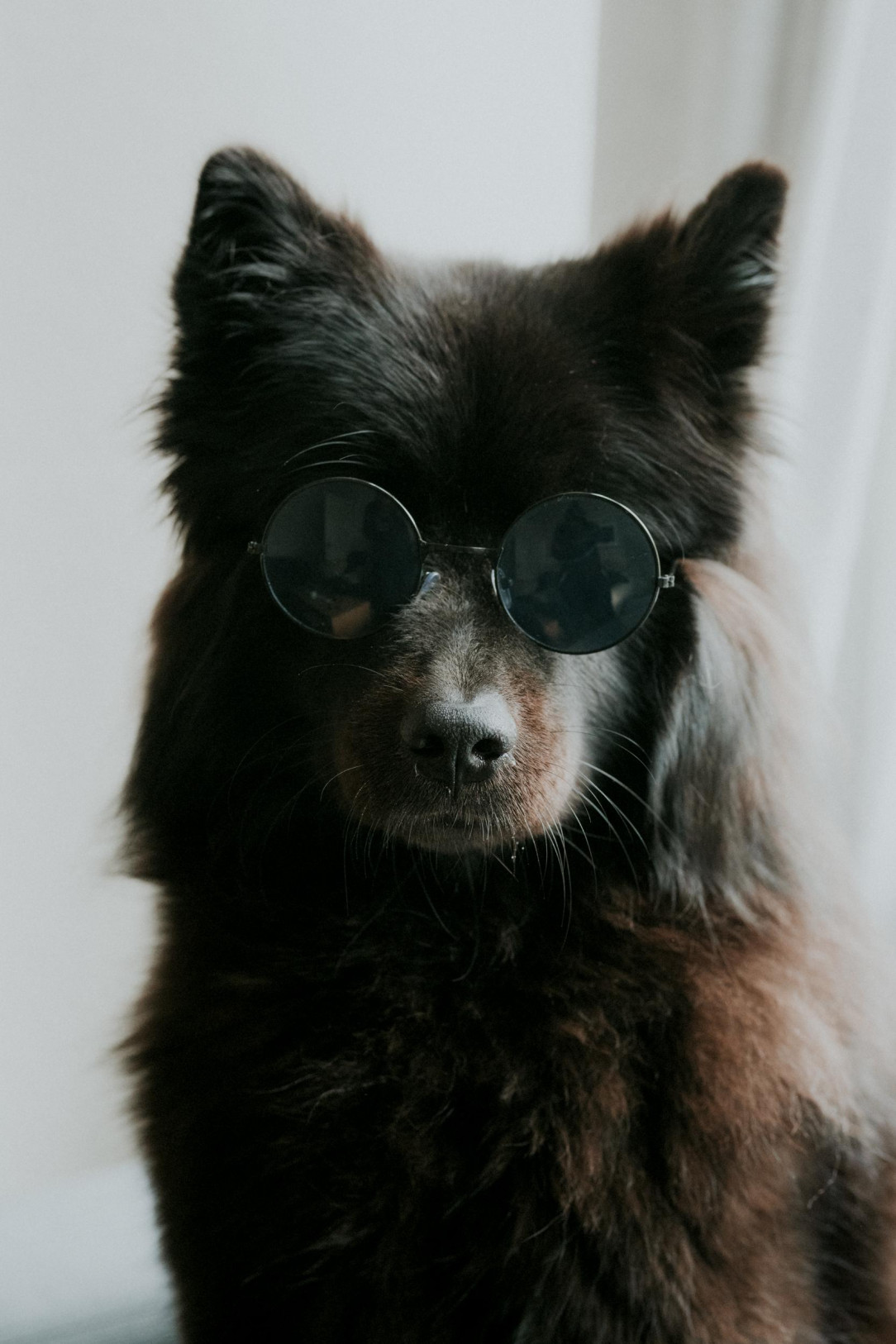 The coolest doggo