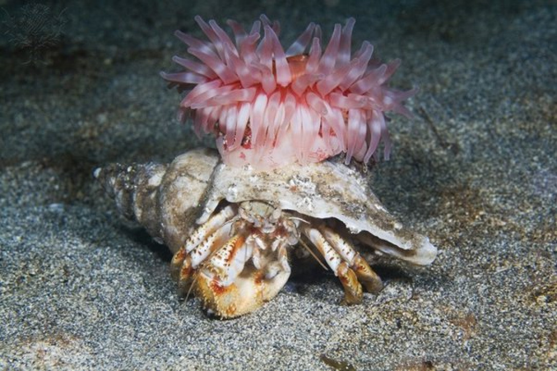 Hermit crabs carry sea anemones around for protection while they also give the anemones food