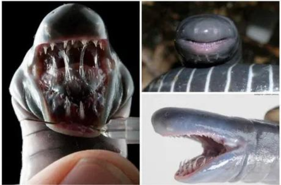 The ringed caecilian, what might be the world’s only known venomous amphibian