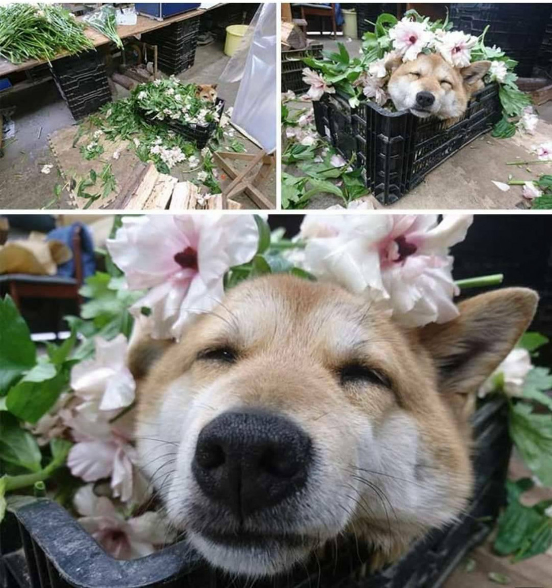 This flower shop has a flower assistant who just needed to take a break in the bed of flowers