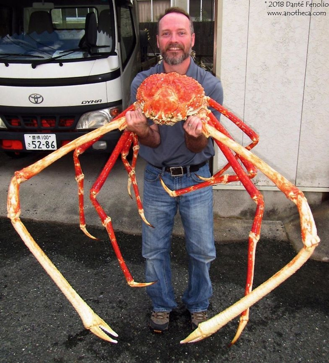 The Japanese Spider Crab can grow a legspan of up to 12 feet, the largest of any arthropod