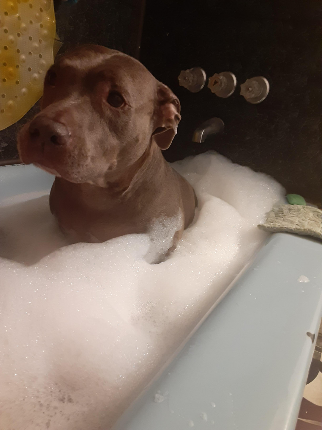 Does anyone else&#039;s dog like joining you in the tub? 🐕