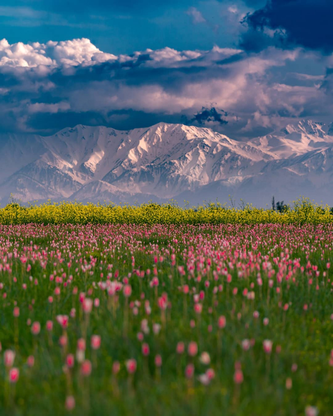 Stunning layers, Pampore, Kashmir