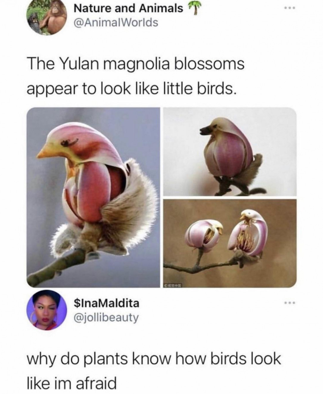 It&#039;s a bird, no it&#039;s a flower called Yulan magnolia 🥰