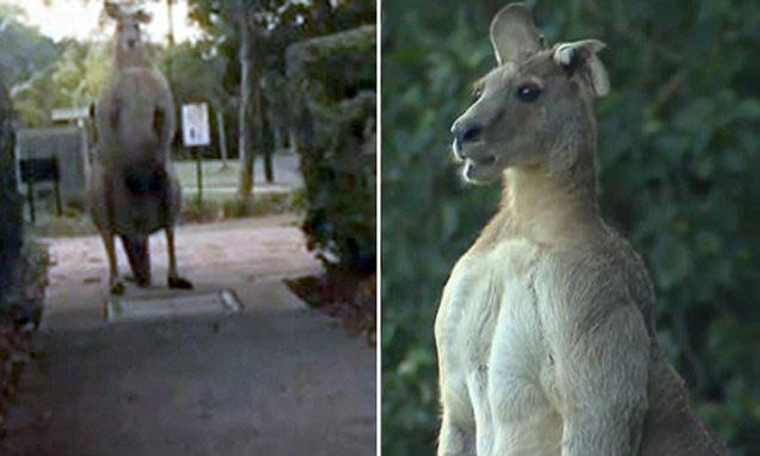 Remember when a 2m tall, 95 kilo kangaroo with a torn ear was just roaming Brisbane Australia