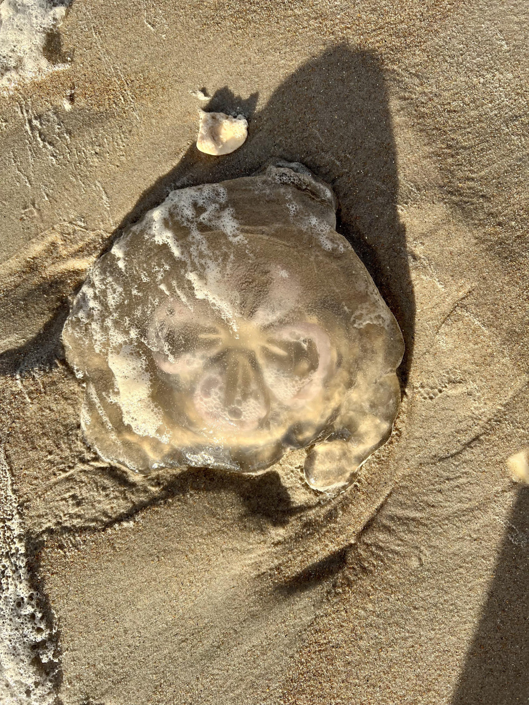 What kind of jellyfish is this?