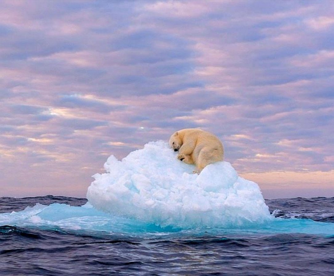 A polar bear sleeping on an iceberg