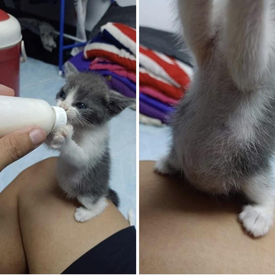 Hungry kitten can&#039;t get enough of milk