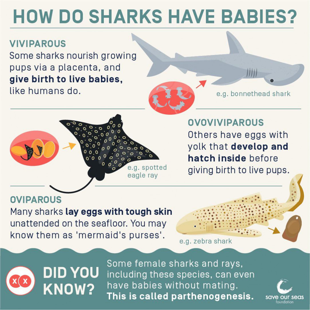 Shark babies, also called pups