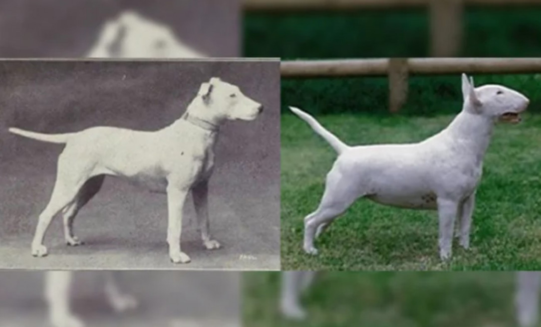 100 Years of Breed “Improvement”