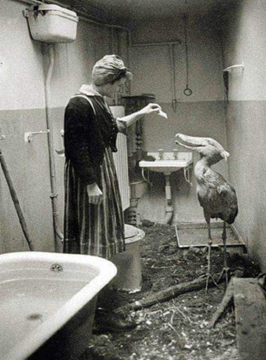 Civilians taking care of zoo animals in their own homes during WWII