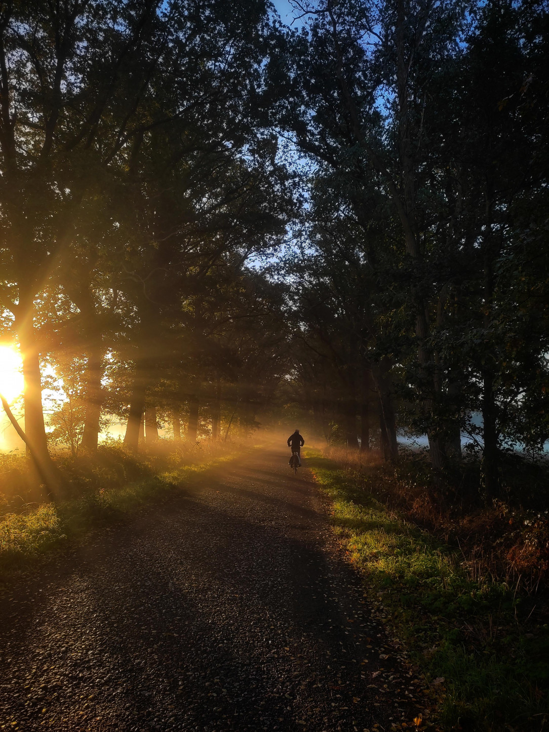 Cycling to work, Netherlands, today