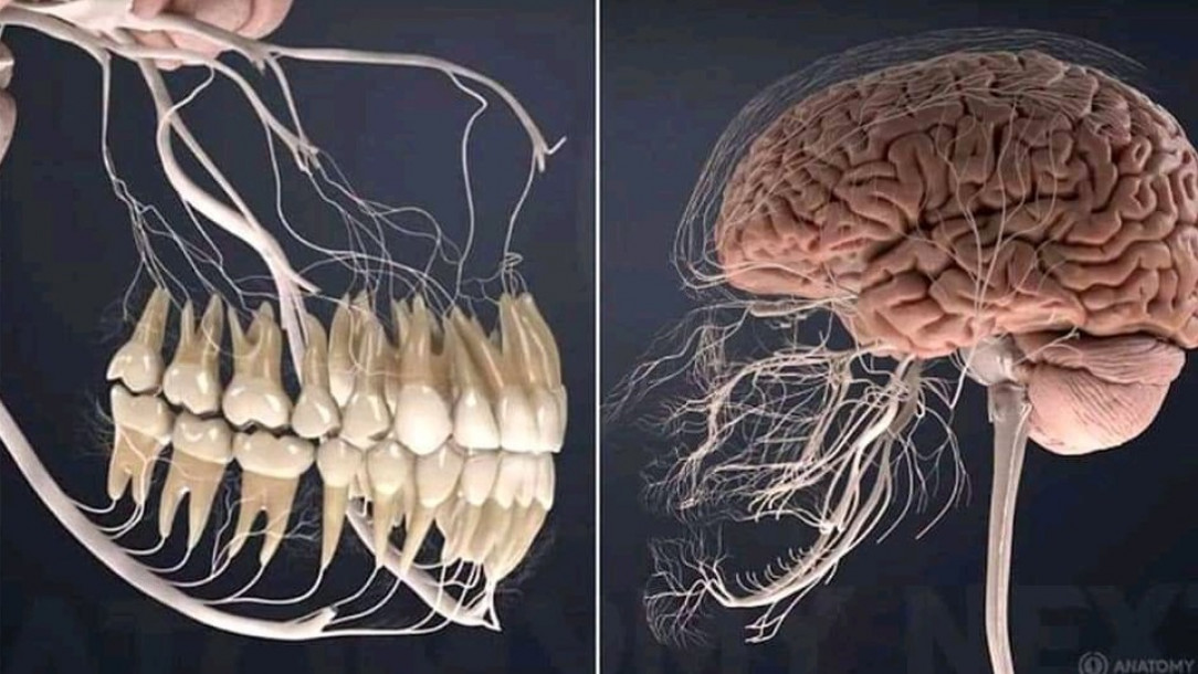 This is what all the nerves related to your teeth look like