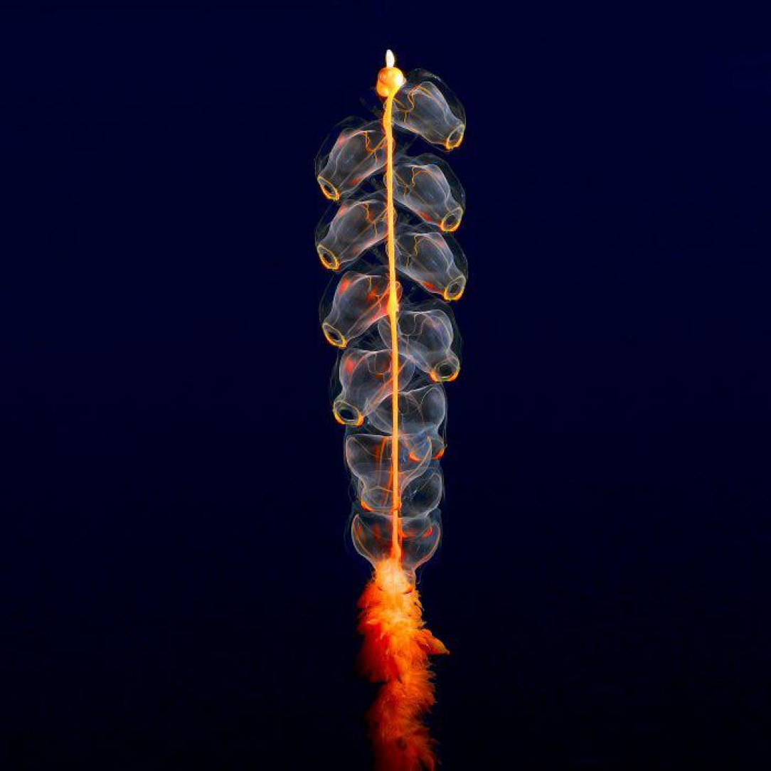 A deep sea organism known as a rocket ship siphonophore. The “fire” is also a part of its body