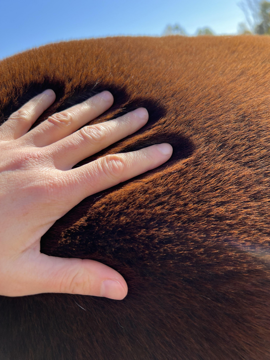 The way this horse’s fur flattens when I pet her