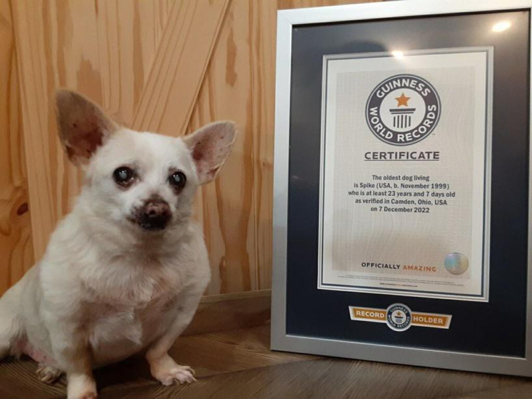 “Spike, ” a Chihuahua, is 23 and currently the oldest living dog in the world 🐶