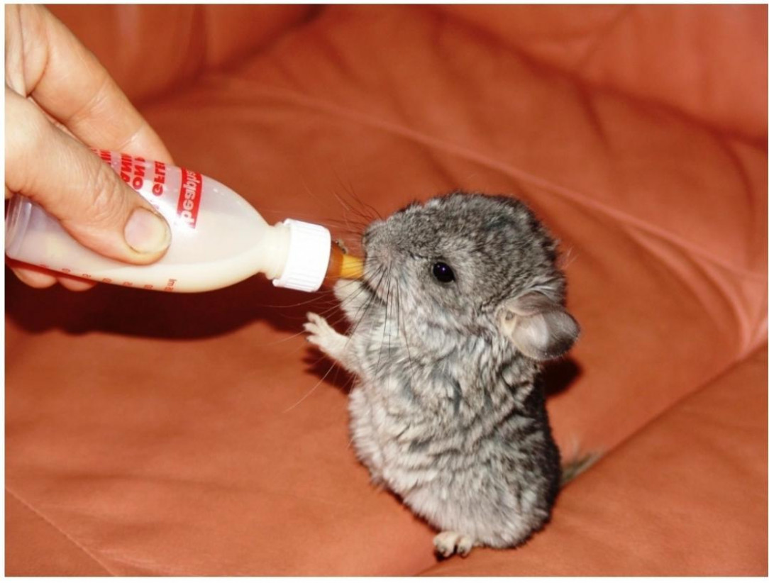 this baby chinchilla to cleanse the eyes and the soul 😻