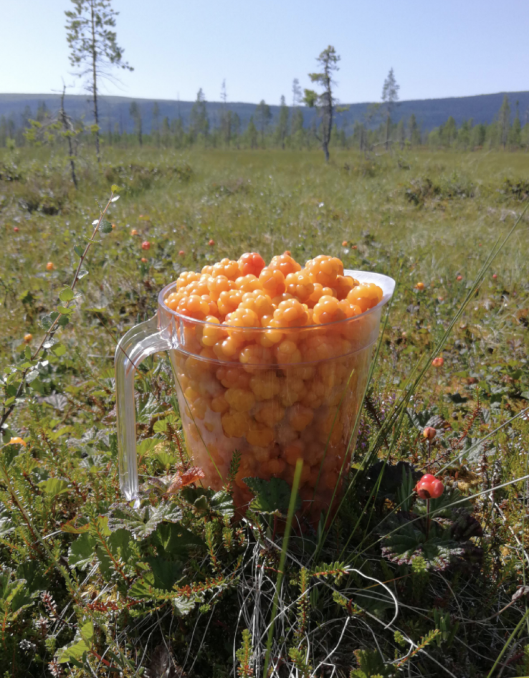 Cloudberries picked in Dalarna, Sweden