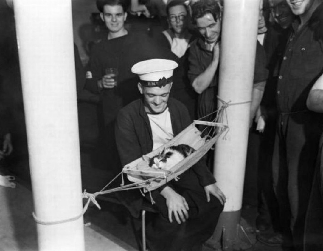 The sailors of the HMS Hermoine built a hammock for their ships cat &#039;Convoy&#039; 😸 ❤️