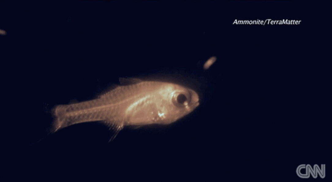 Fish tries to eat an atolla jellyfish