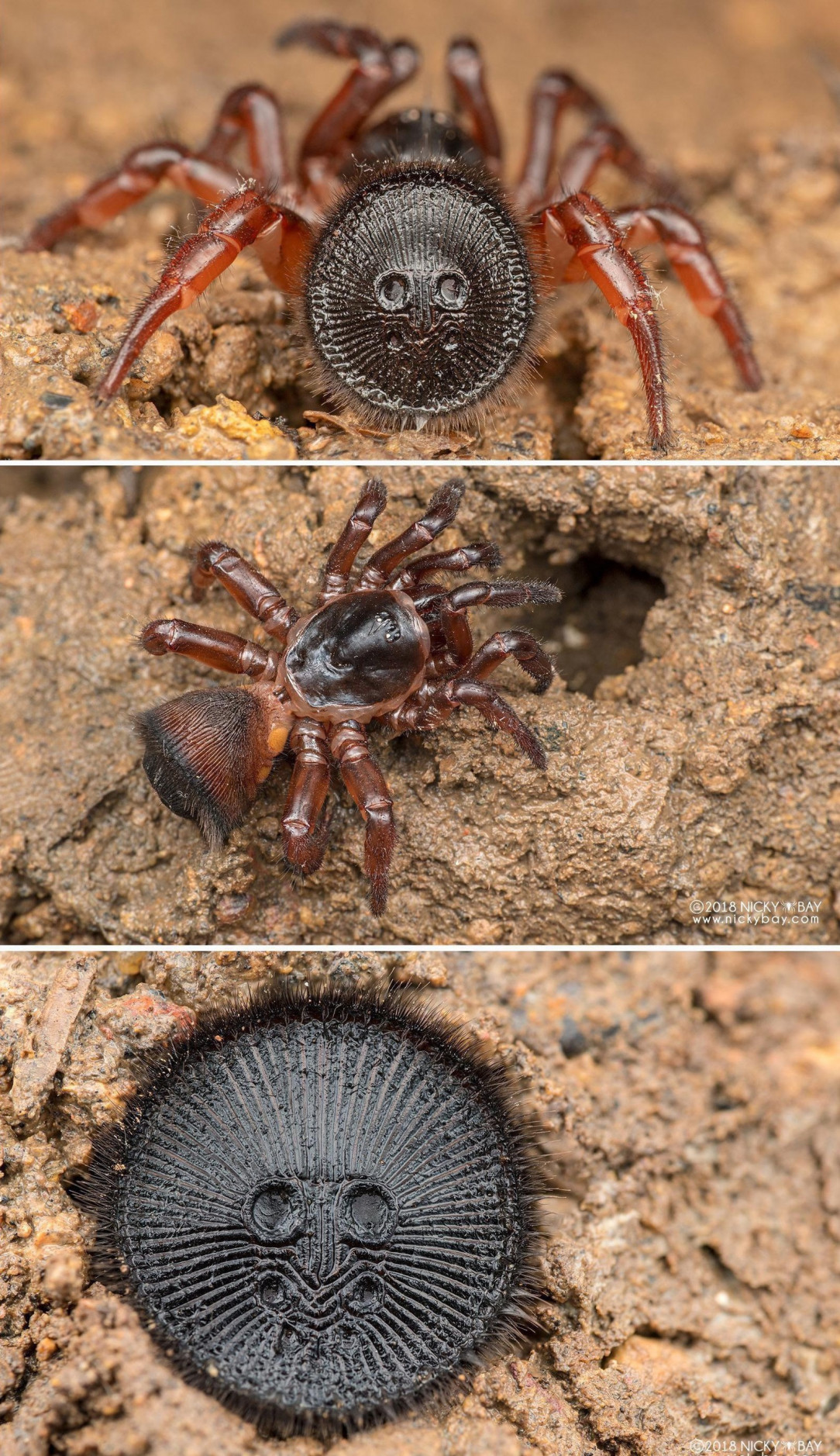 The Cork-lid trapdoor spider. If you see what looks like an ancient coin buried in sand, leave it alone