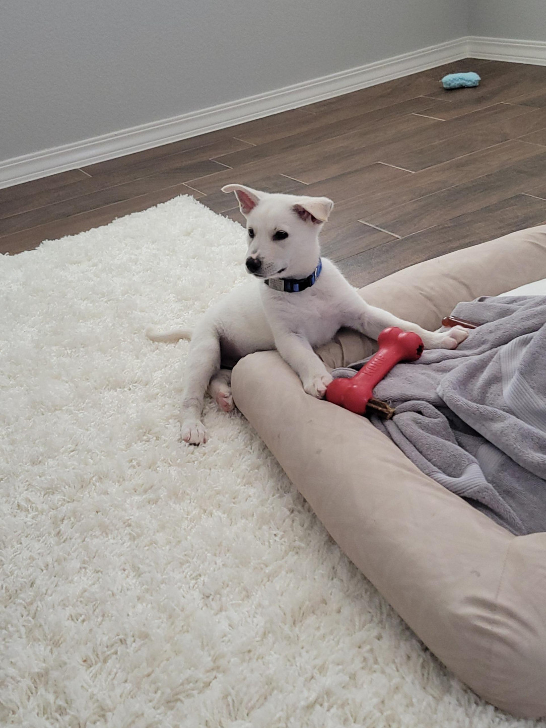 A good boy with his Kong 🐩