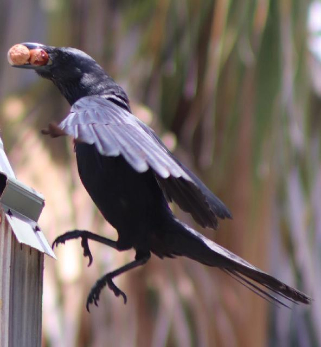 This crow made off with a second piece of hot dog that was intended for his companion. What a dick 🐶