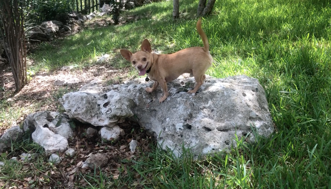 He&#039;s been standing on this rock for hours because he saw a lizard run under it