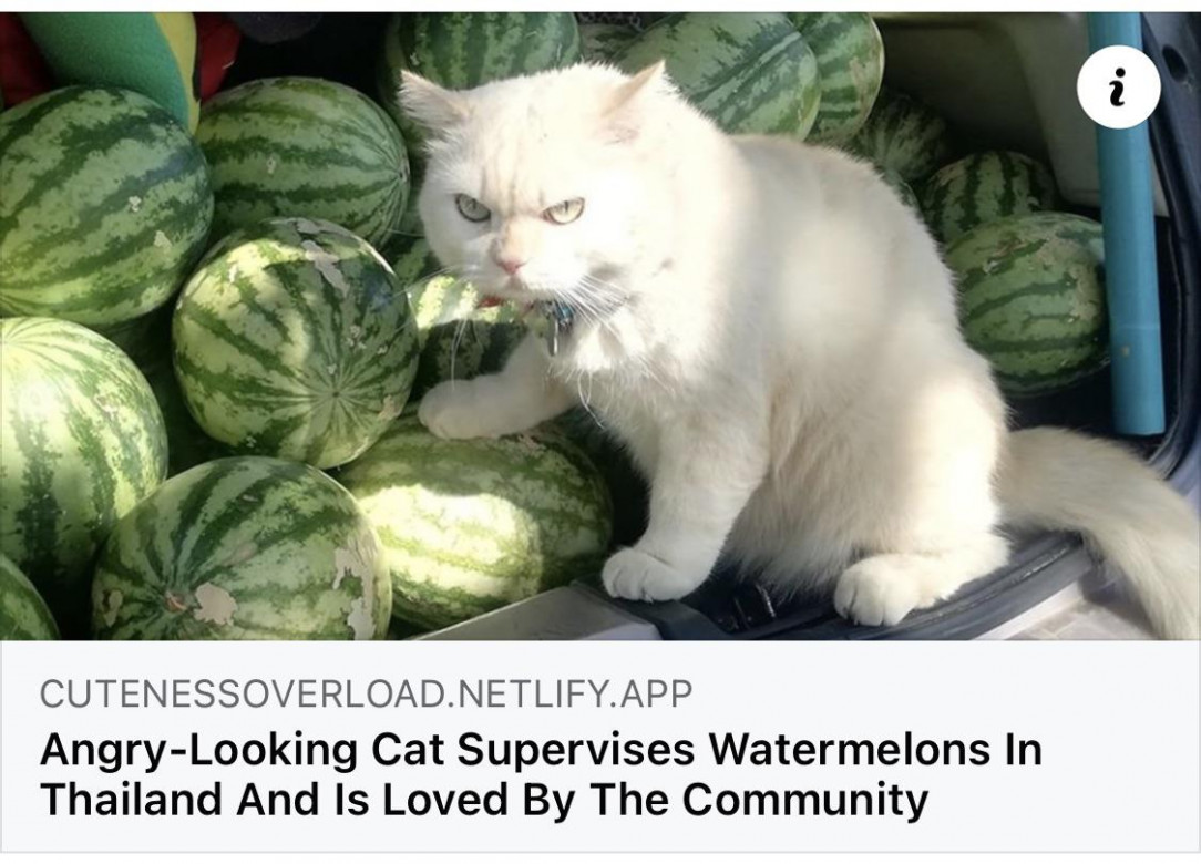 The watermelon keeper