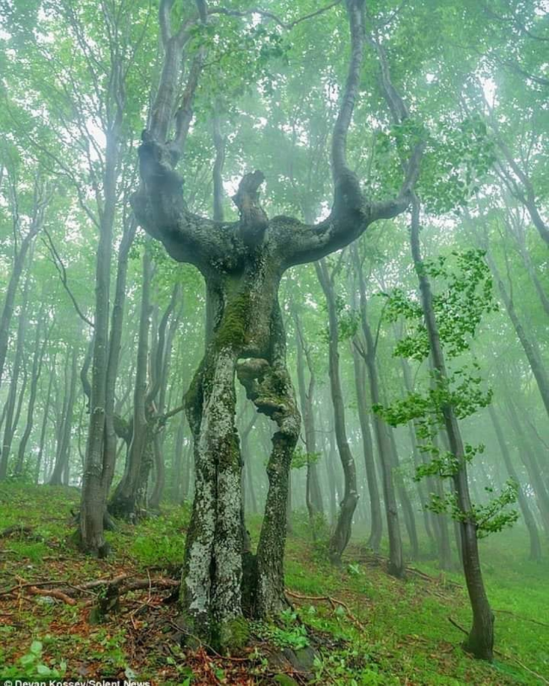 A tree in the Balkan mountains, Bulgaria