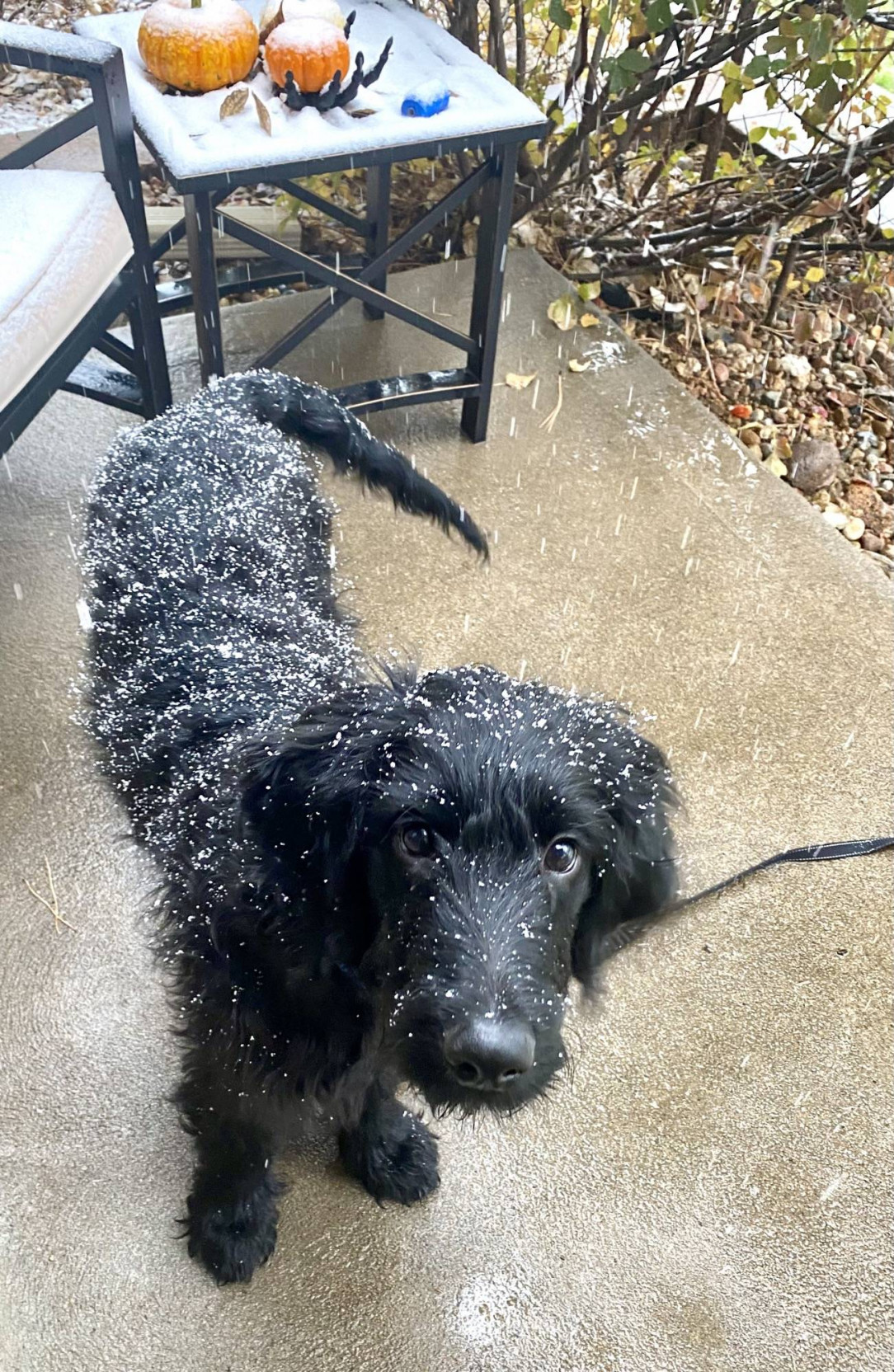 First snow for Bruno!