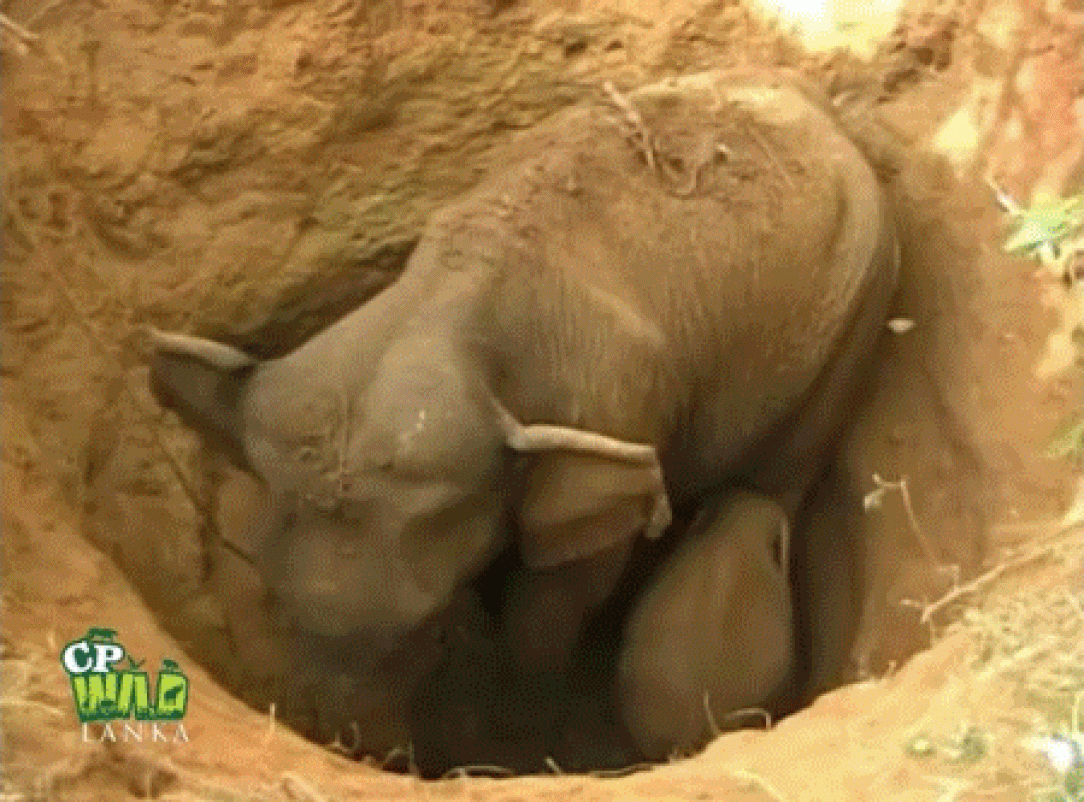 Moving earth to save an elephant and her baby 🐘 🤩