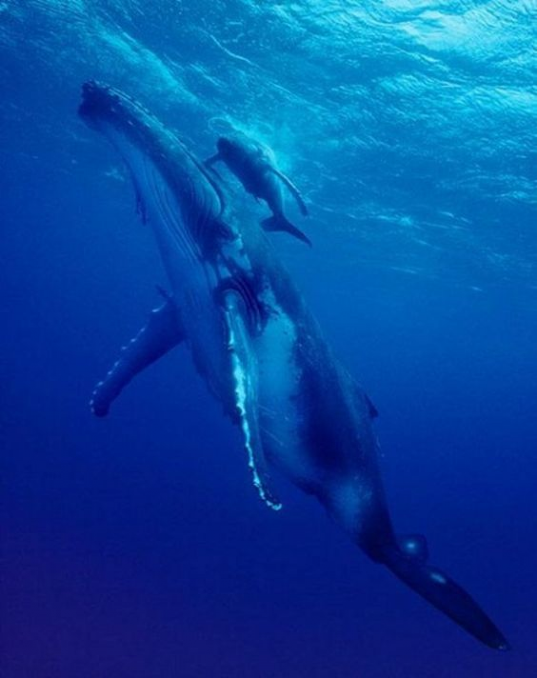 Beautiful Photo of Animal Moms With Their Babies