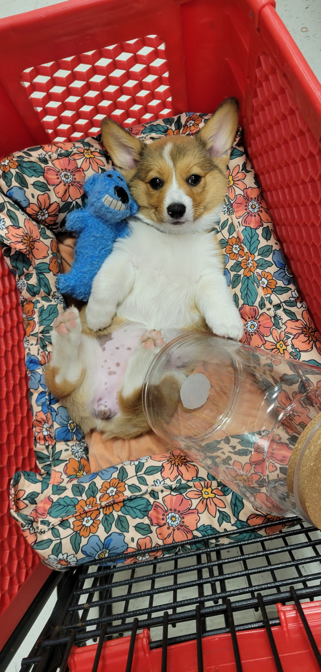 Corgi cow belly