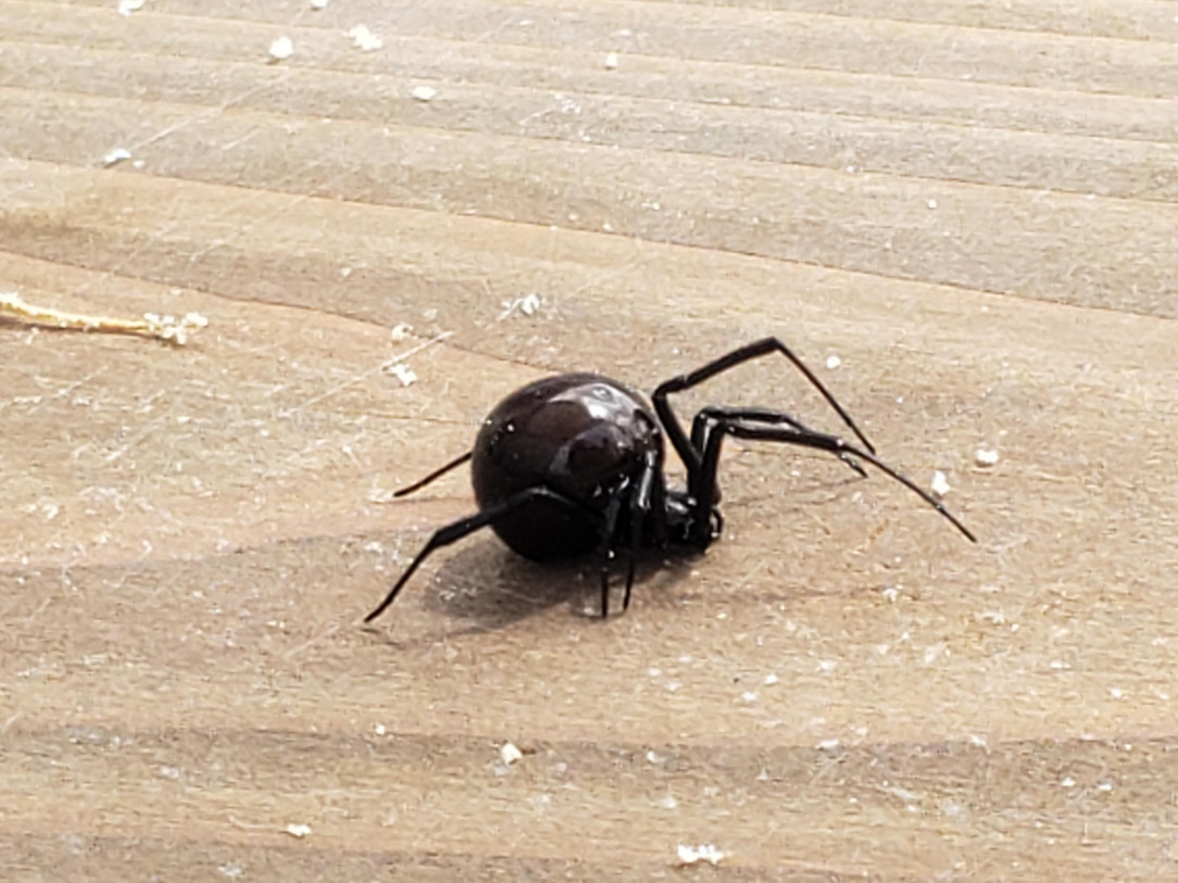 Found under a board in the kids backyard sand box, obviously it&#039;s her sandbox now