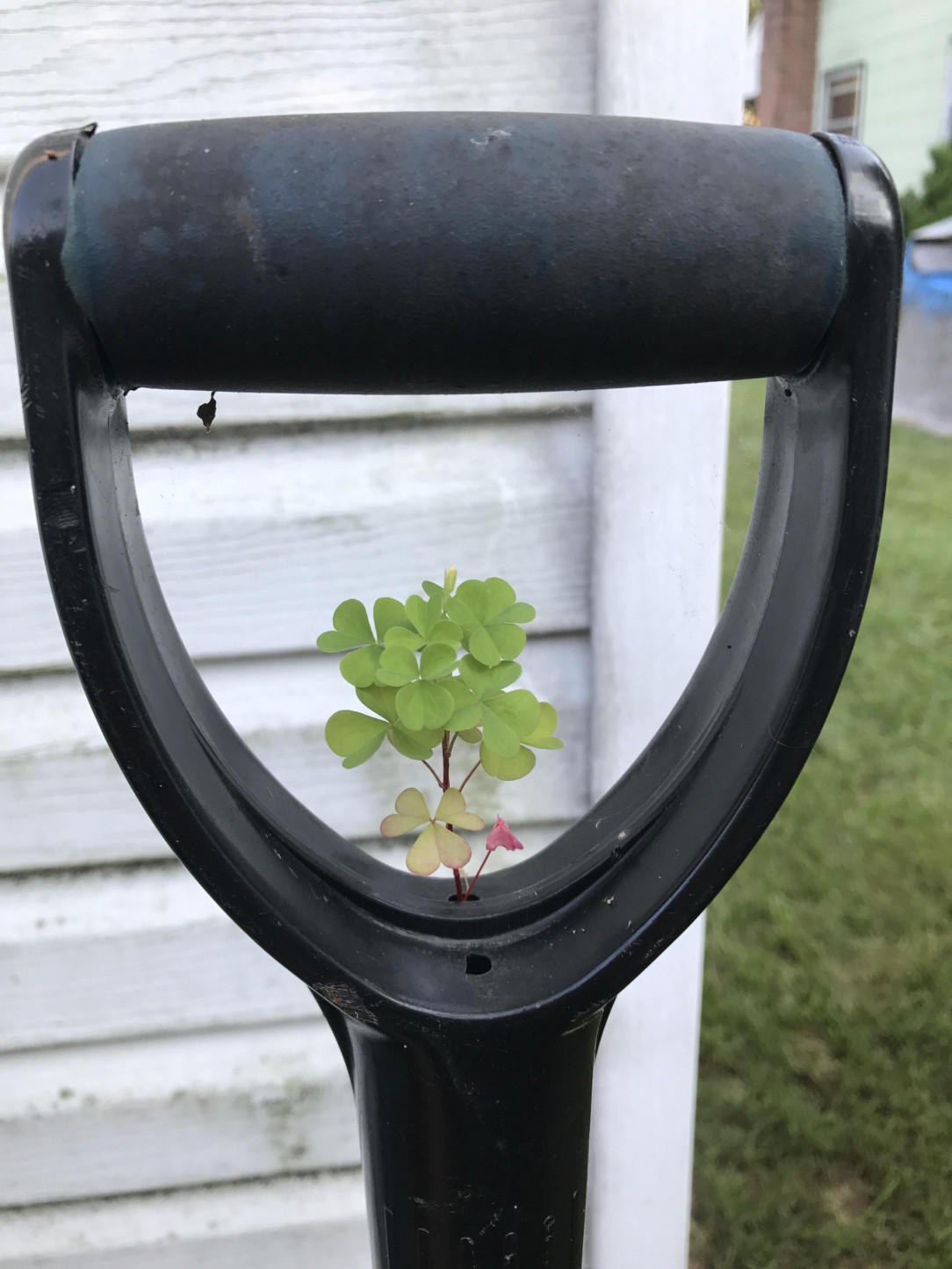 This weed growing in this shovel handle